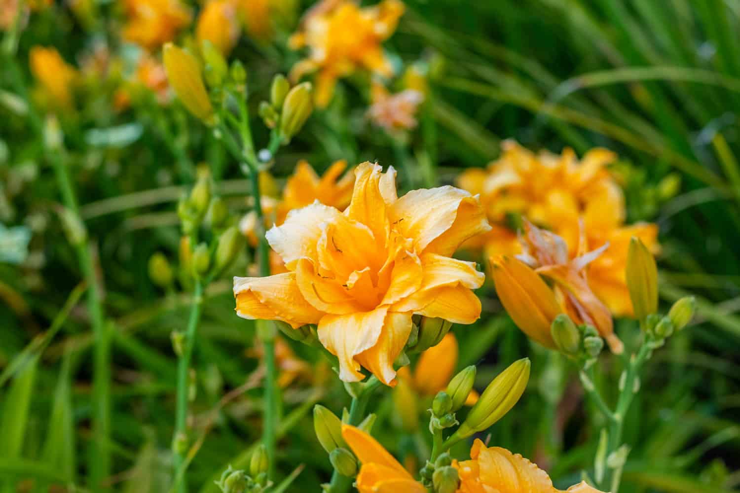 Close-up of vibrant orange daylilies in full bloom surrounded by green foliage in a landscaped garden.